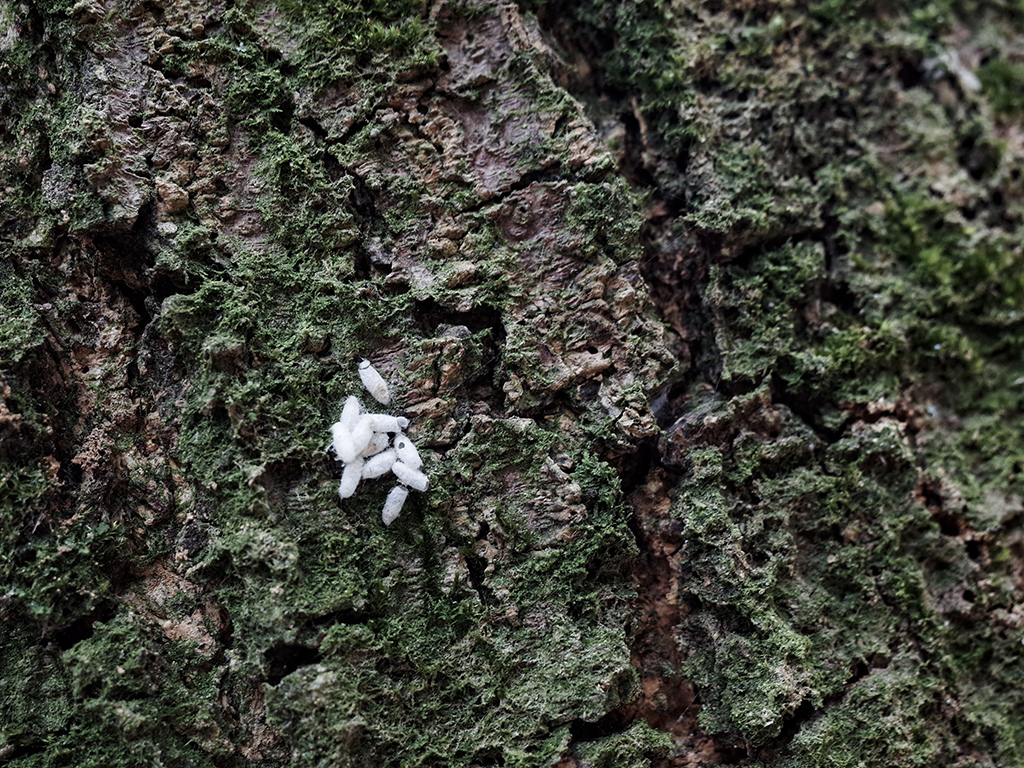 2019-05-05桐花公園-火焰山020.jpg 2019-05-05桐花公園-火焰山020.jpg