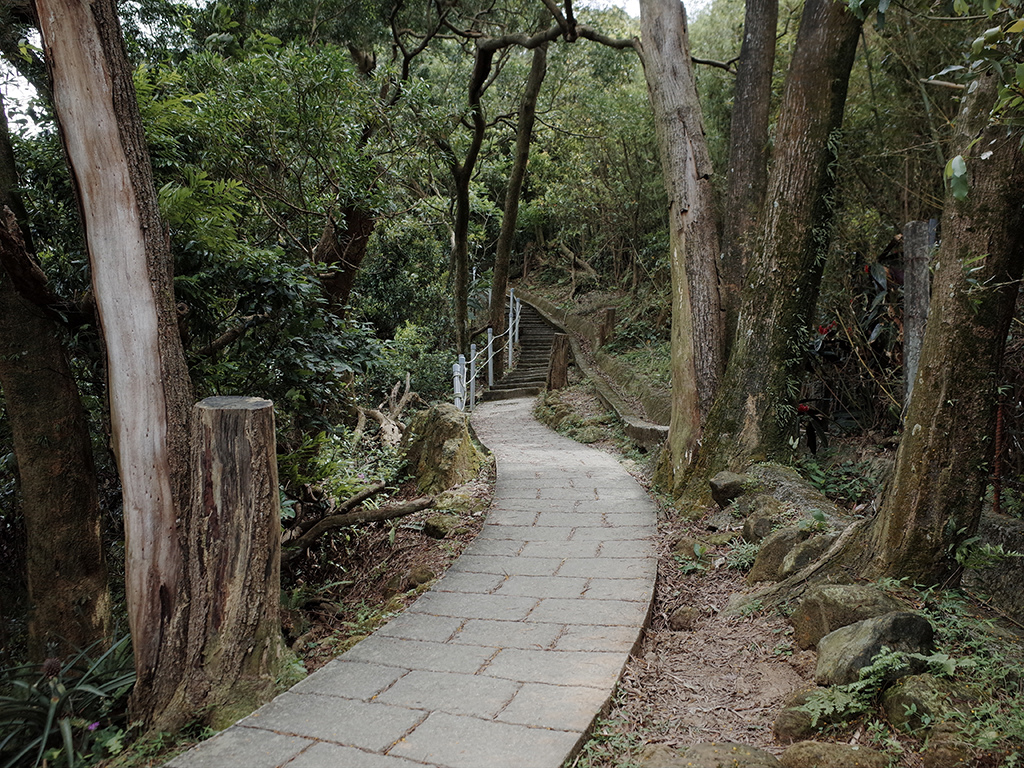 2019-05-05桐花公園-火焰山021.jpg 2019-05-05桐花公園-火焰山021.jpg