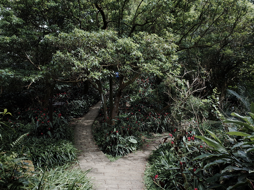 2019-05-05桐花公園-火焰山025.jpg 2019-05-05桐花公園-火焰山025.jpg