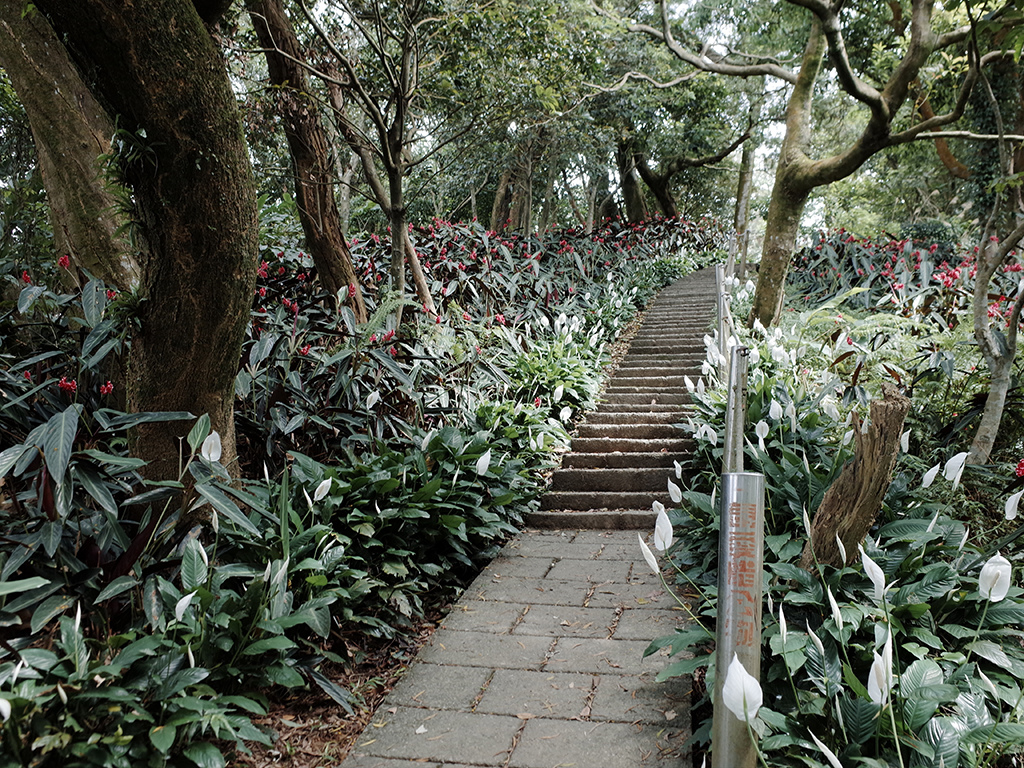 2019-05-05桐花公園-火焰山026.jpg 2019-05-05桐花公園-火焰山026.jpg