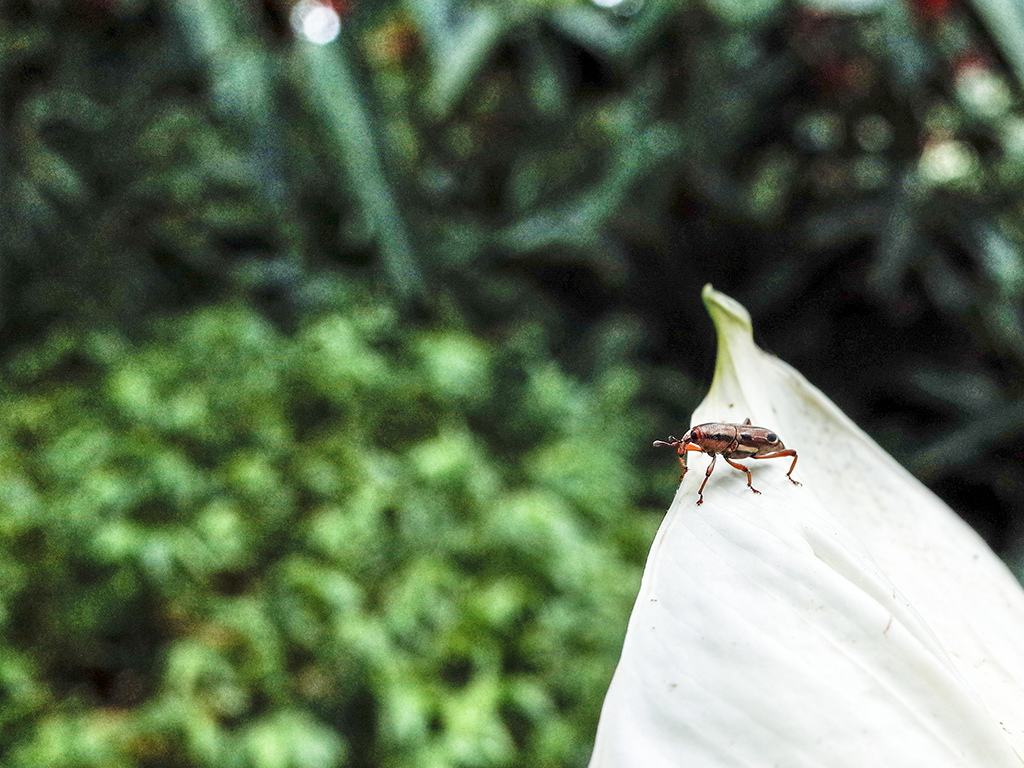 2019-05-05桐花公園-火焰山028.jpg 2019-05-05桐花公園-火焰山028.jpg