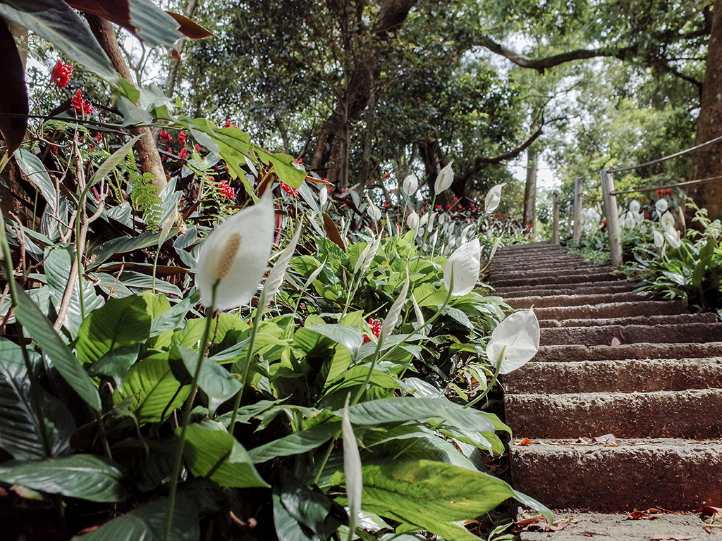 2019-05-05桐花公園-火焰山027.jpg 2019-05-05桐花公園-火焰山027.jpg