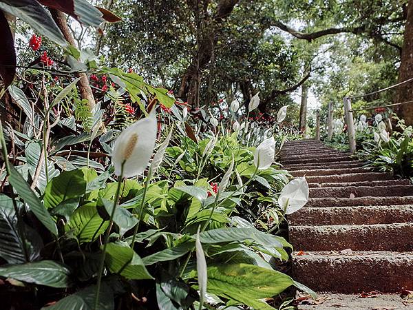 2019-05-05桐花公園-火焰山027.jpg