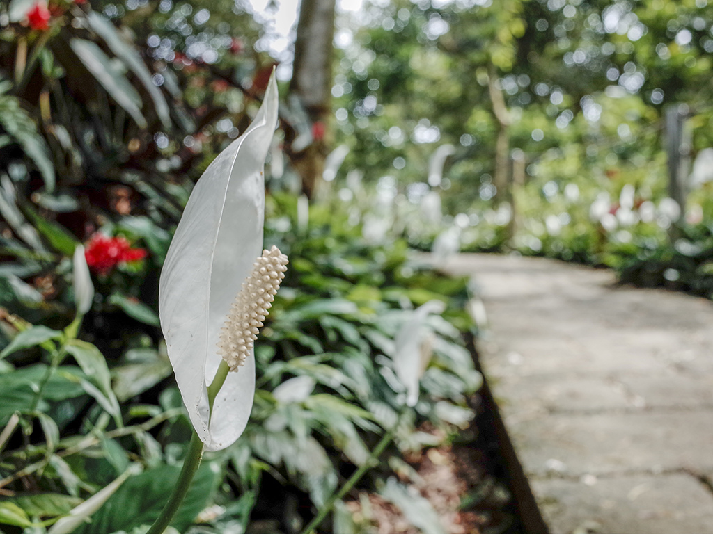2019-05-05桐花公園-火焰山029.jpg 2019-05-05桐花公園-火焰山029.jpg