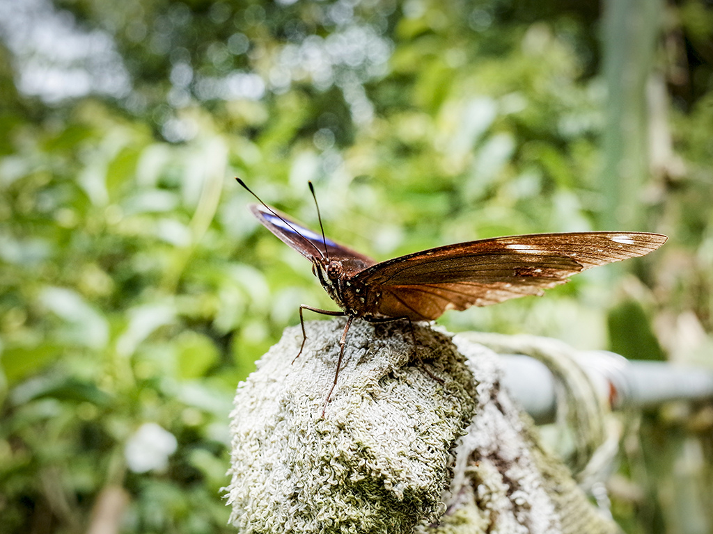 2019-05-05桐花公園-火焰山032.jpg 2019-05-05桐花公園-火焰山032.jpg