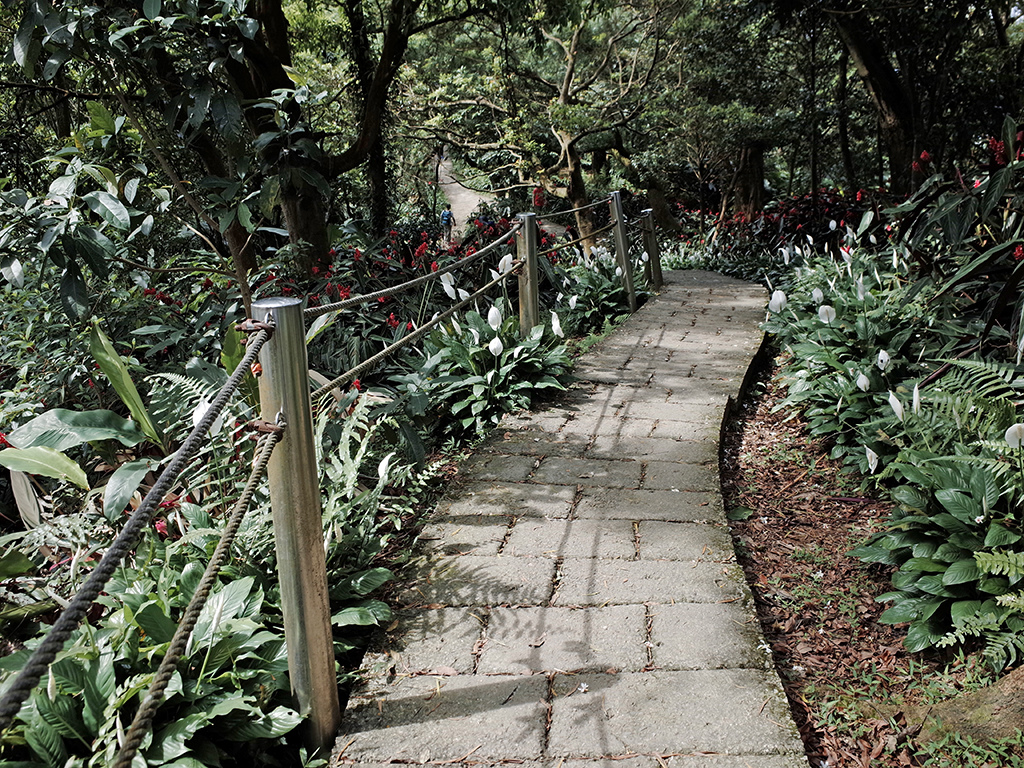 2019-05-05桐花公園-火焰山030.jpg 2019-05-05桐花公園-火焰山030.jpg