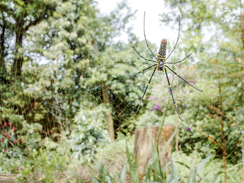 2019-05-05桐花公園-火焰山031.jpg 2019-05-05桐花公園-火焰山031.jpg