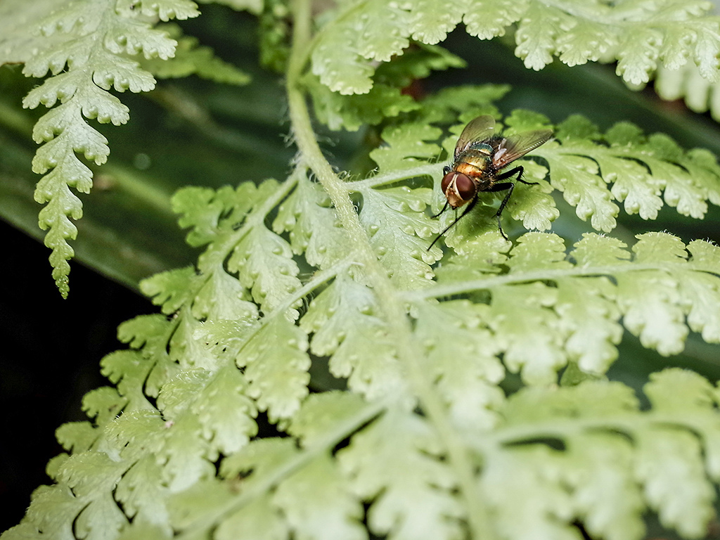 2019-05-05桐花公園-火焰山037.jpg 2019-05-05桐花公園-火焰山037.jpg