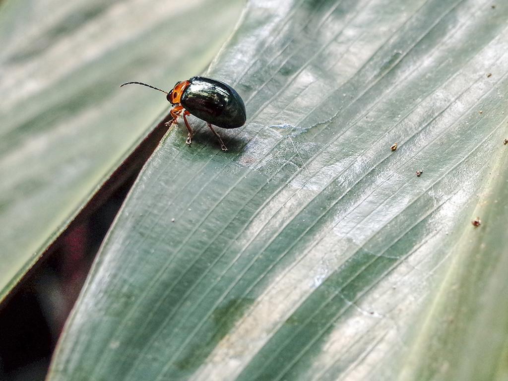 2019-05-05桐花公園-火焰山038.jpg 2019-05-05桐花公園-火焰山038.jpg
