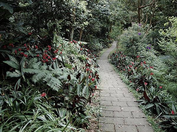 2019-05-05桐花公園-火焰山033.jpg