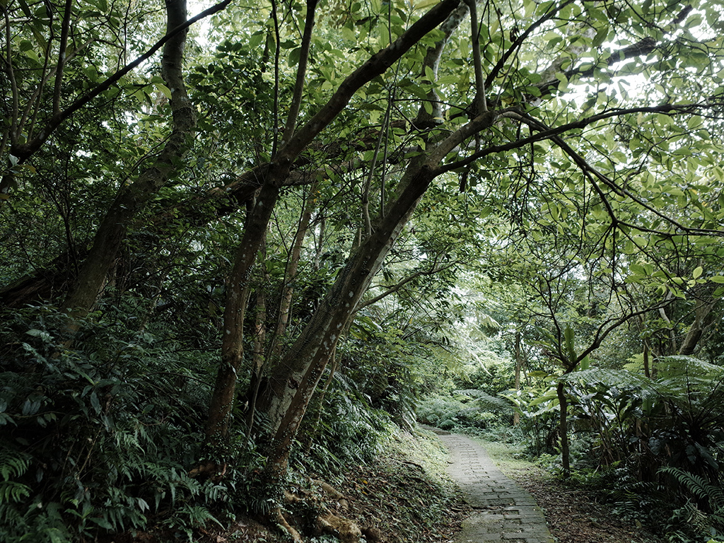 2019-05-05桐花公園-火焰山043.jpg 2019-05-05桐花公園-火焰山043.jpg