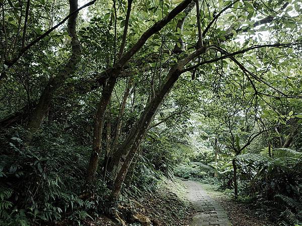 2019-05-05桐花公園-火焰山043.jpg