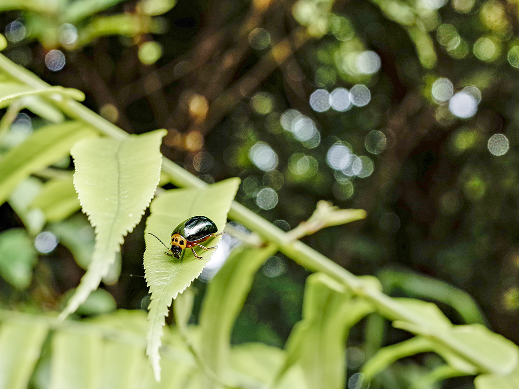 2019-05-05桐花公園-火焰山047.jpg 2019-05-05桐花公園-火焰山047.jpg
