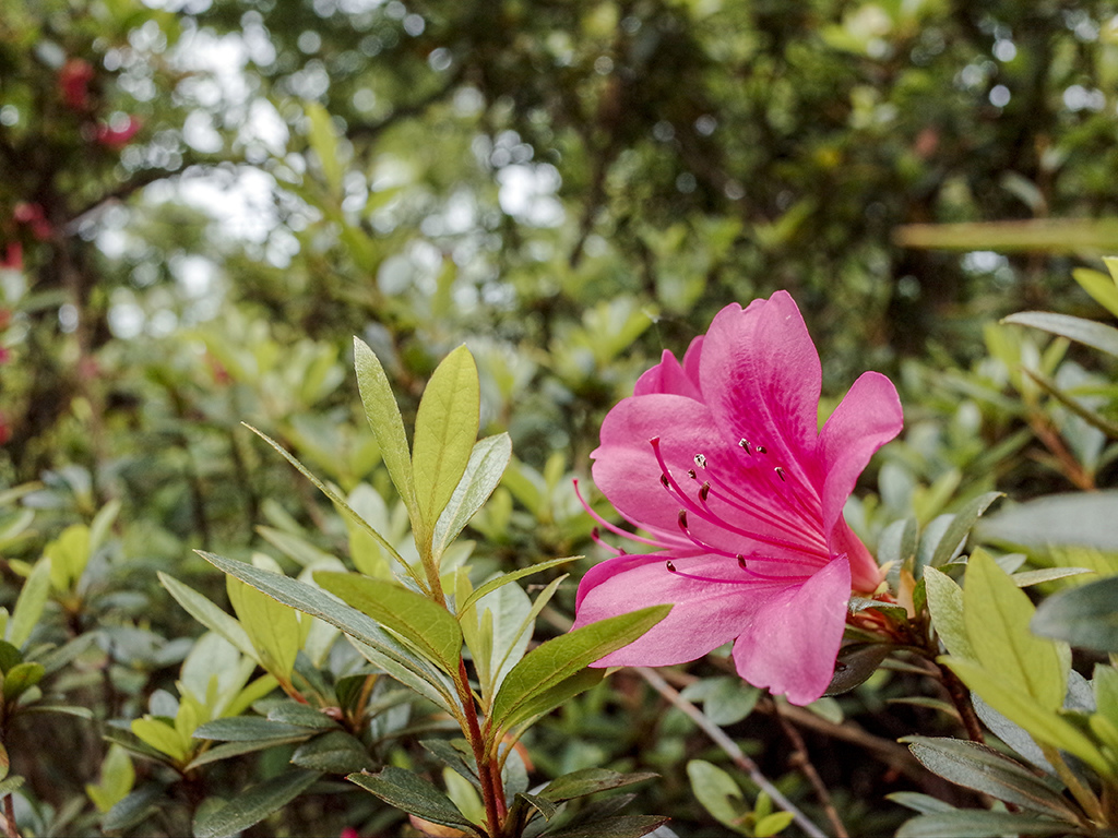 2019-05-05桐花公園-火焰山049.jpg 2019-05-05桐花公園-火焰山049.jpg