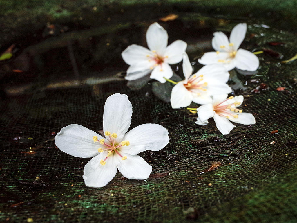 2019-05-05桐花公園-火焰山053.jpg 2019-05-05桐花公園-火焰山053.jpg
