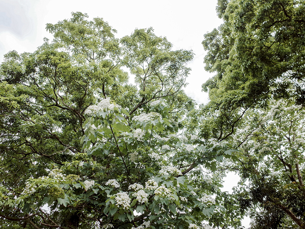 2019-05-05桐花公園-火焰山051.jpg 2019-05-05桐花公園-火焰山051.jpg