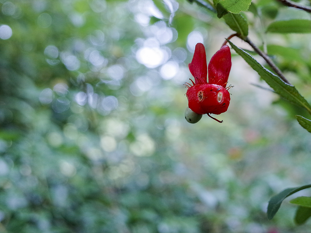 2019-05-05桐花公園-火焰山061.jpg 2019-05-05桐花公園-火焰山061.jpg