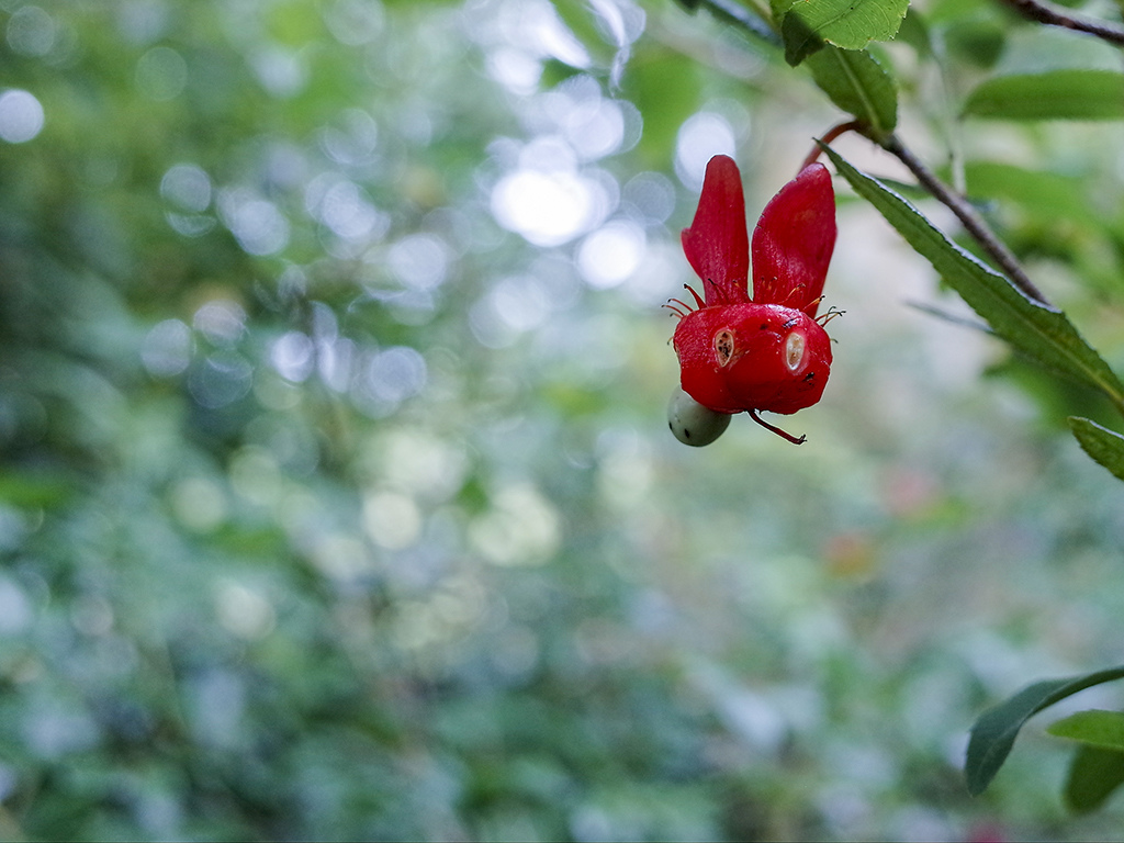 2019-05-05桐花公園-火焰山061.jpg