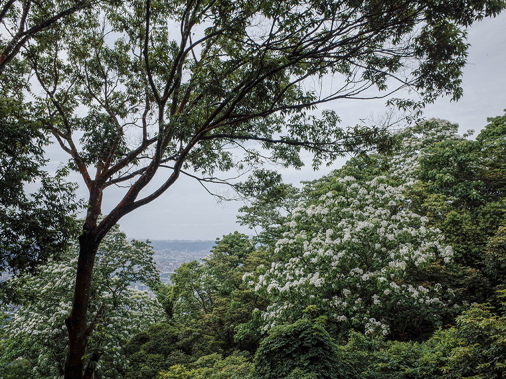 2019-05-05桐花公園-火焰山056.jpg 2019-05-05桐花公園-火焰山056.jpg