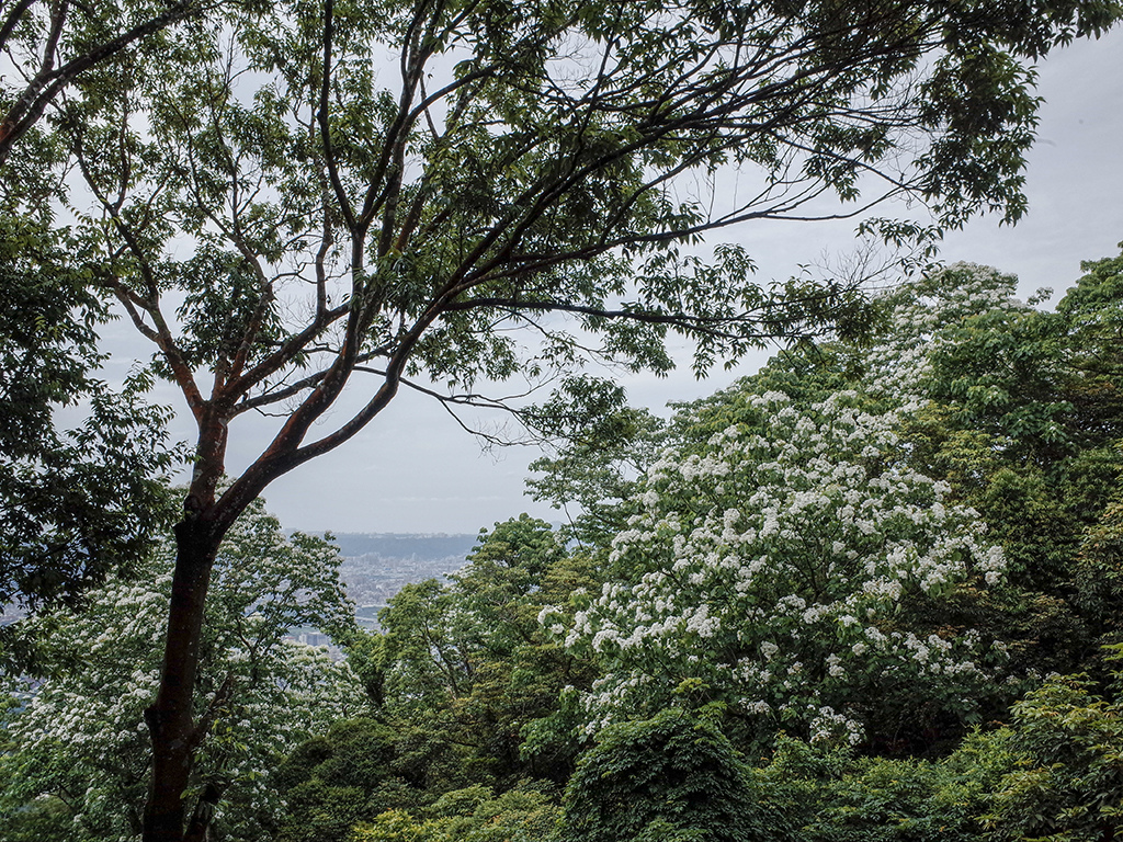 2019-05-05桐花公園-火焰山056.jpg