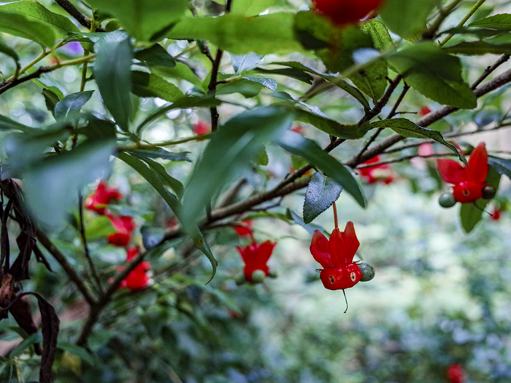 2019-05-05桐花公園-火焰山062.jpg 2019-05-05桐花公園-火焰山062.jpg