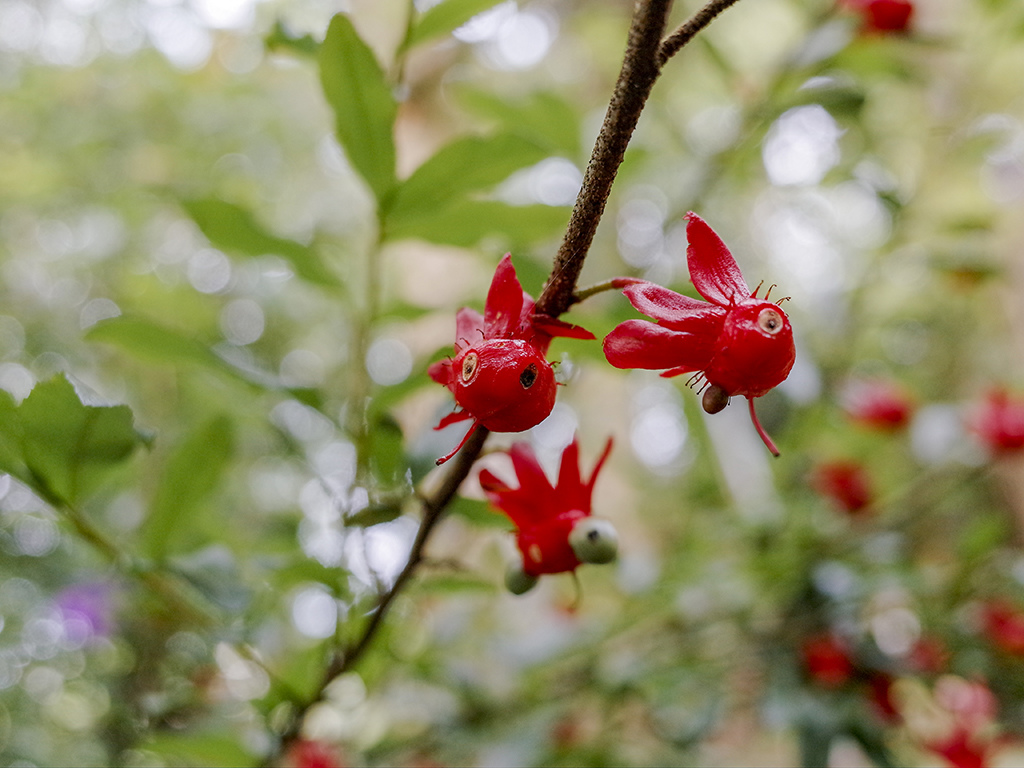 2019-05-05桐花公園-火焰山063.jpg 2019-05-05桐花公園-火焰山063.jpg
