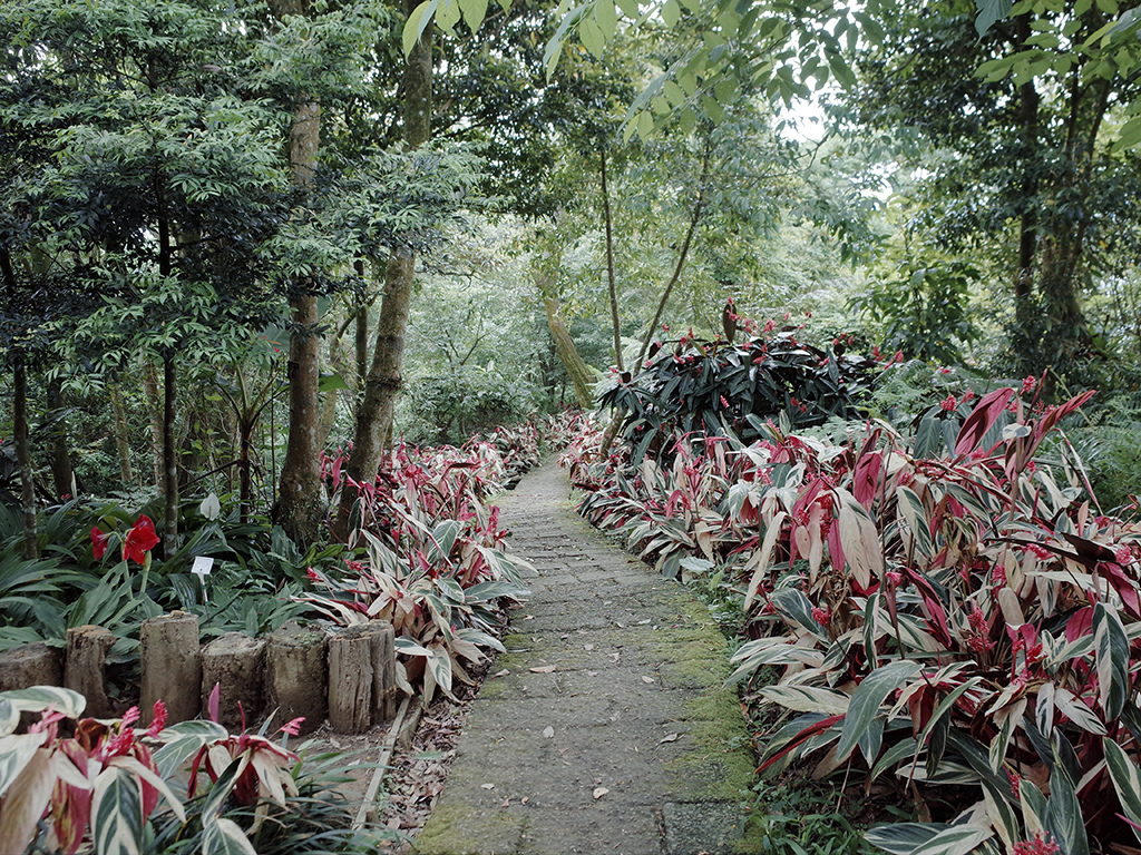 2019-05-05桐花公園-火焰山074.jpg 2019-05-05桐花公園-火焰山074.jpg