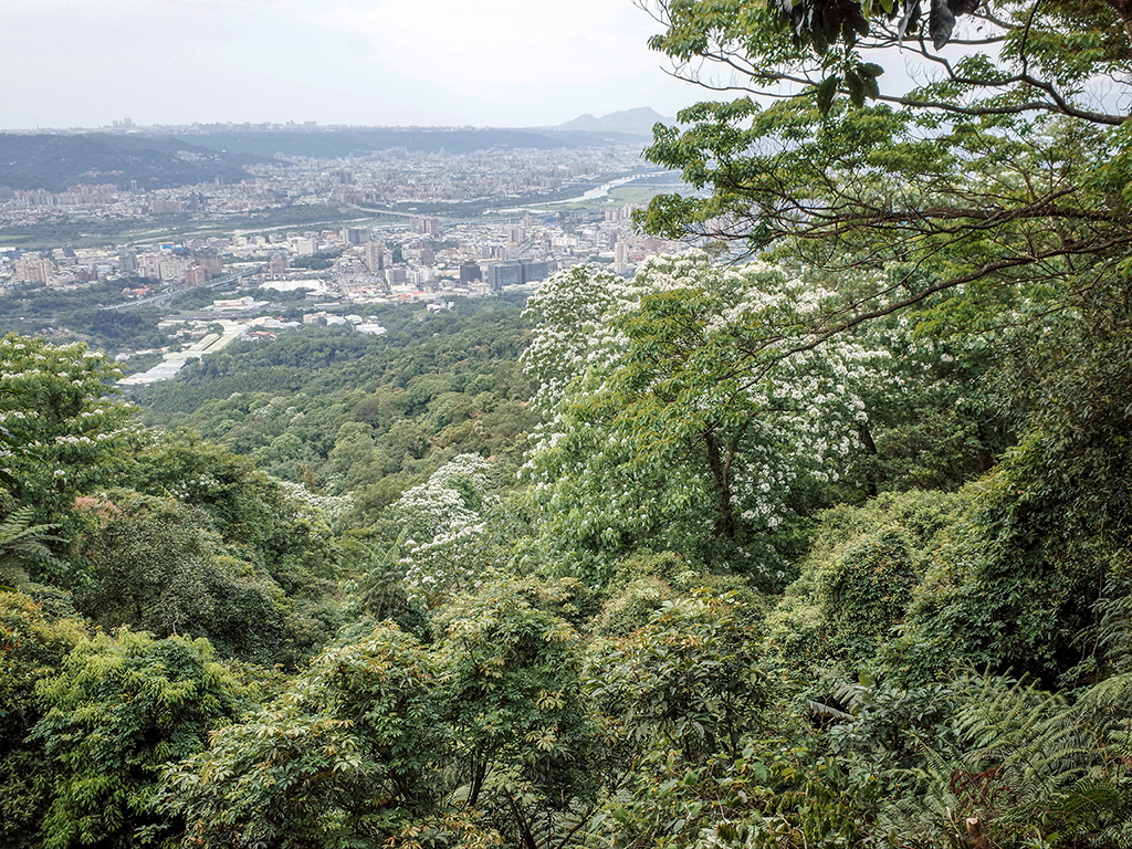 2019-05-05桐花公園-火焰山076.jpg 2019-05-05桐花公園-火焰山076.jpg