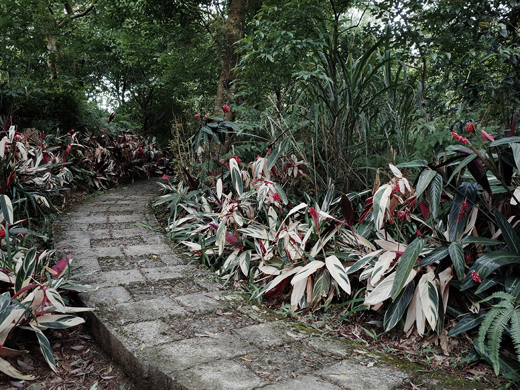 2019-05-05桐花公園-火焰山077.jpg 2019-05-05桐花公園-火焰山077.jpg