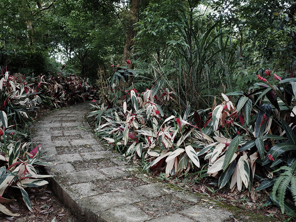 2019-05-05桐花公園-火焰山077.jpg