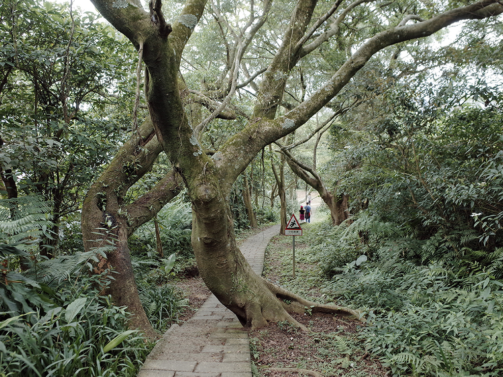 2019-05-05桐花公園-火焰山086.jpg 2019-05-05桐花公園-火焰山086.jpg
