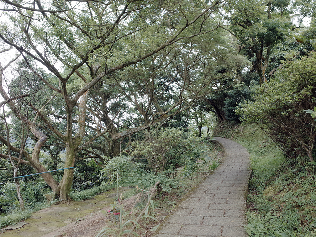 2019-05-05桐花公園-火焰山087.jpg