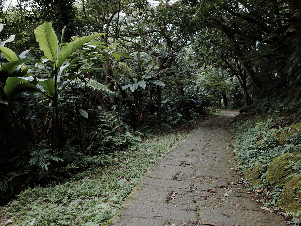 2019-05-05桐花公園-火焰山091.jpg 2019-05-05桐花公園-火焰山091.jpg