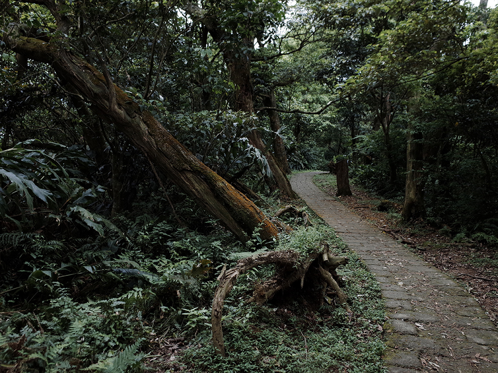 2019-05-05桐花公園-火焰山092.jpg 2019-05-05桐花公園-火焰山092.jpg