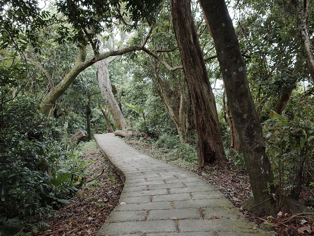 2019-05-05桐花公園-火焰山095.jpg 2019-05-05桐花公園-火焰山095.jpg
