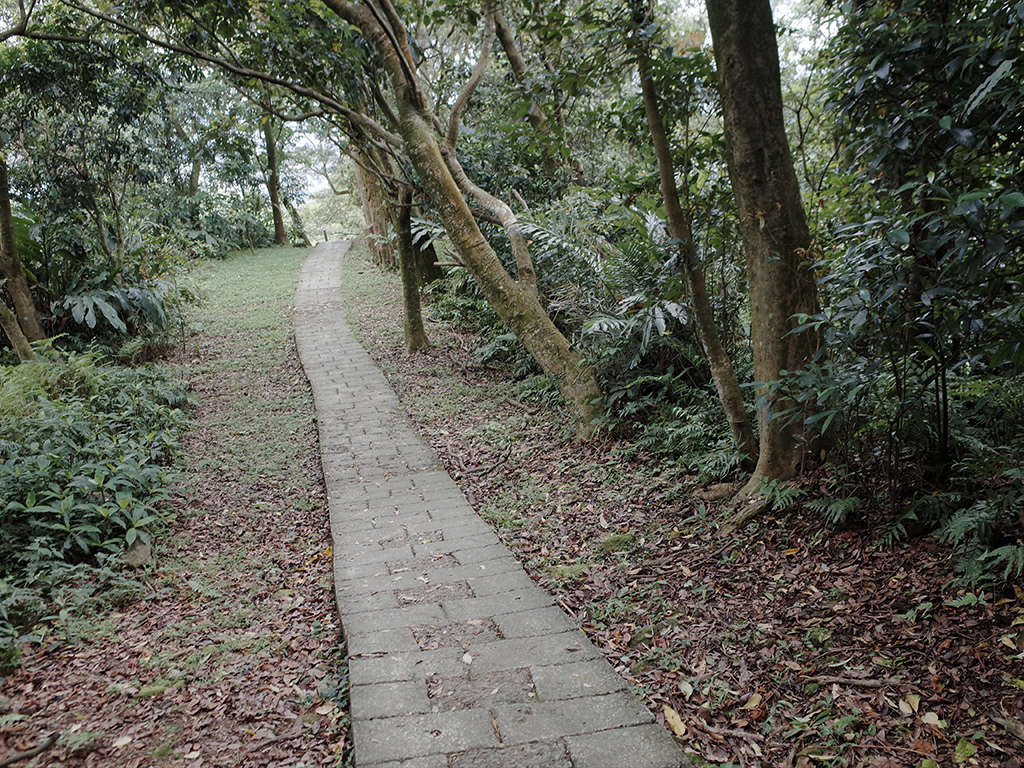2019-05-05桐花公園-火焰山093.jpg 2019-05-05桐花公園-火焰山093.jpg
