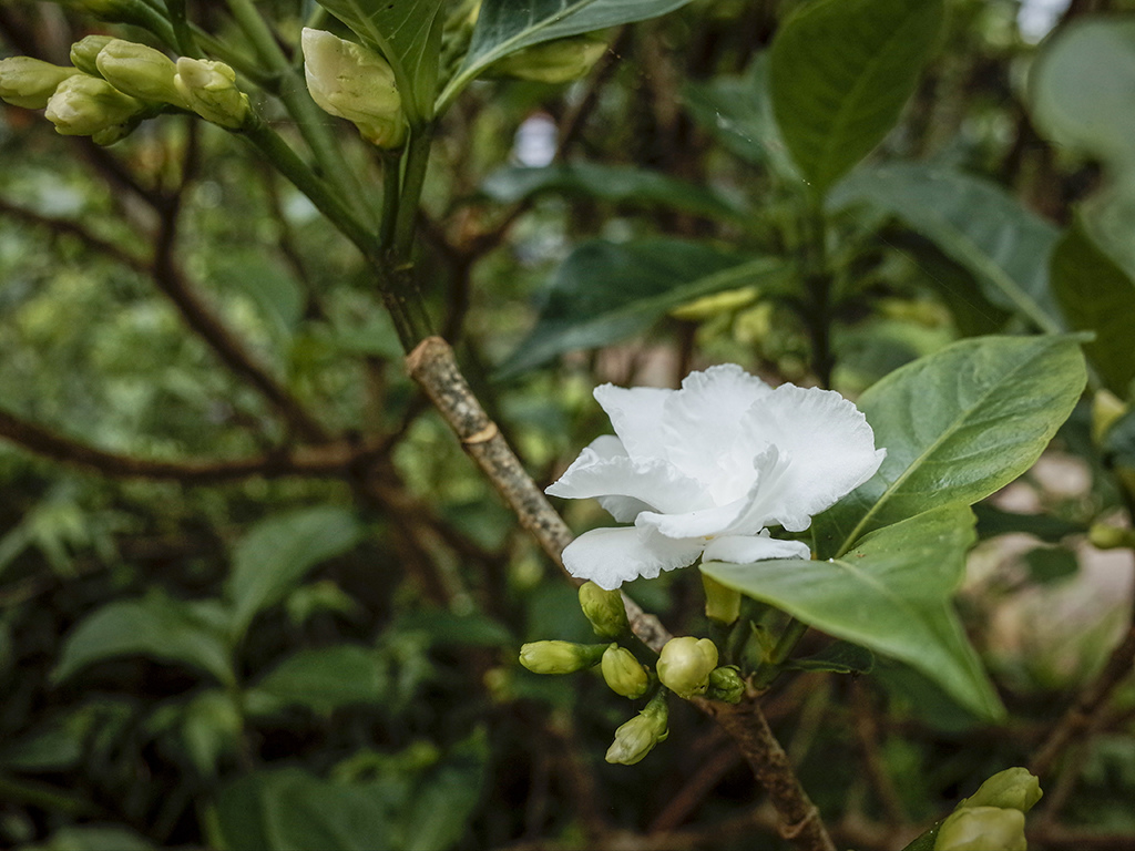 2019-05-05桐花公園-火焰山099.jpg 2019-05-05桐花公園-火焰山099.jpg