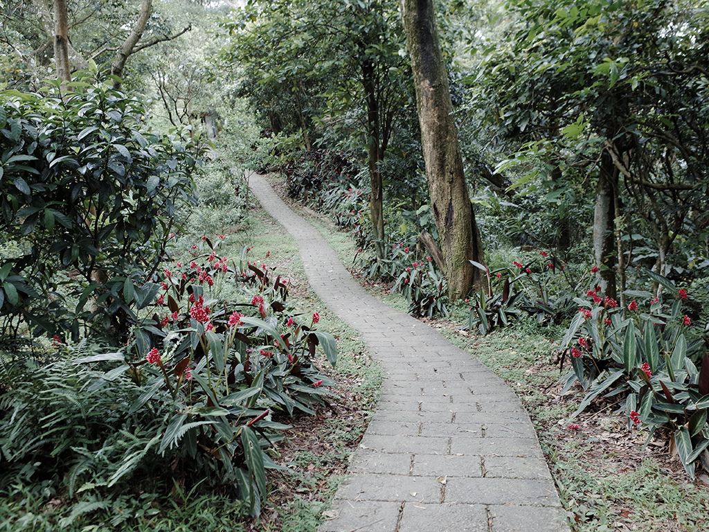 2019-05-05桐花公園-火焰山096.jpg 2019-05-05桐花公園-火焰山096.jpg
