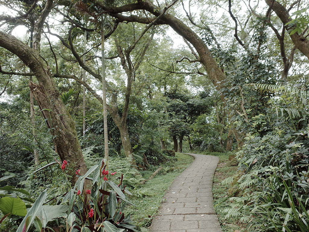 2019-05-05桐花公園-火焰山100.jpg 2019-05-05桐花公園-火焰山100.jpg