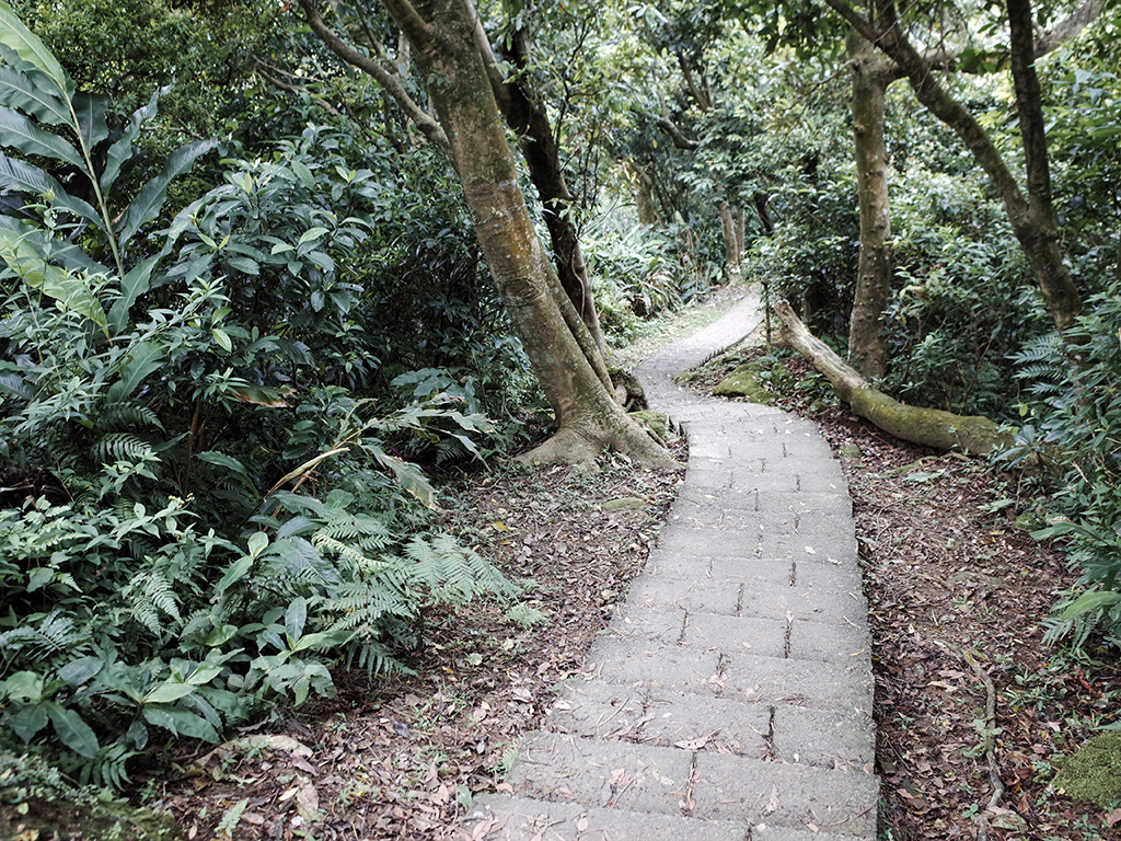 2019-05-05桐花公園-火焰山104.jpg