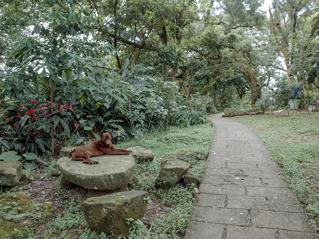 2019-05-05桐花公園-火焰山101.jpg