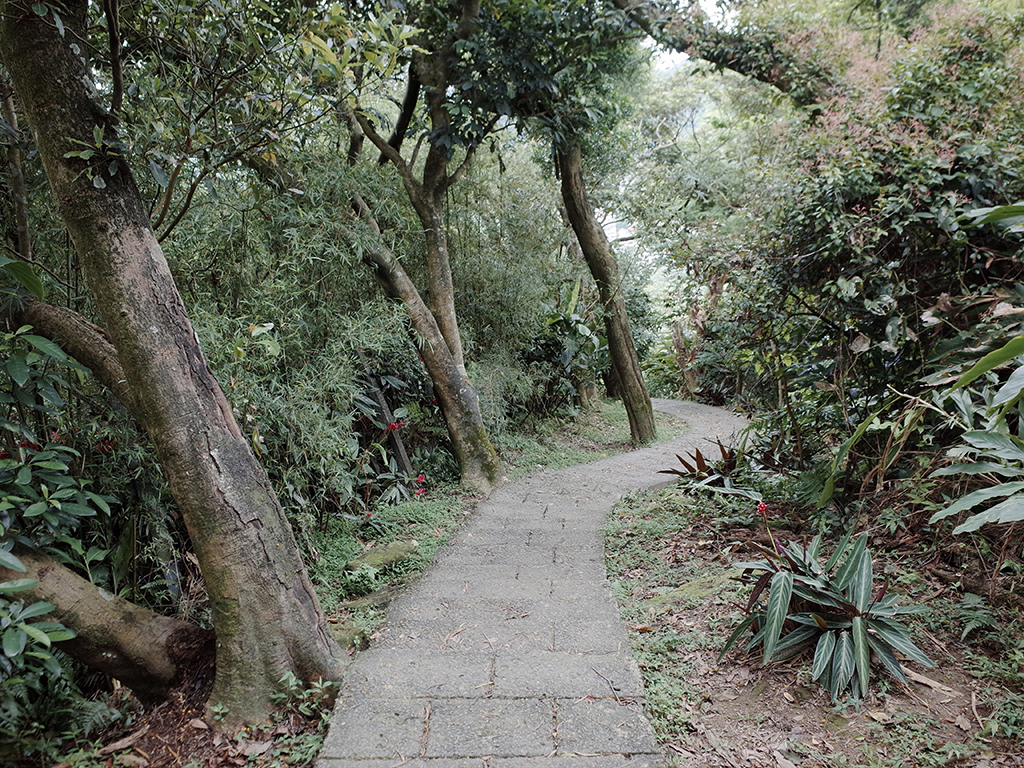 2019-05-05桐花公園-火焰山105.jpg 2019-05-05桐花公園-火焰山105.jpg
