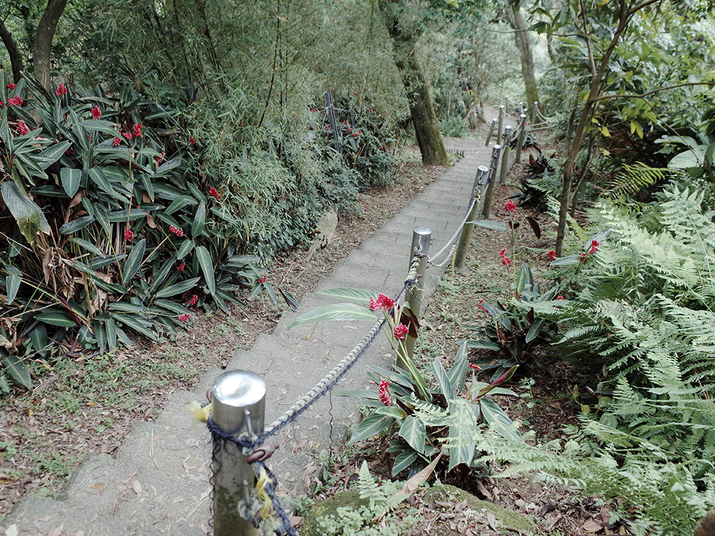 2019-05-05桐花公園-火焰山106.jpg 2019-05-05桐花公園-火焰山106.jpg