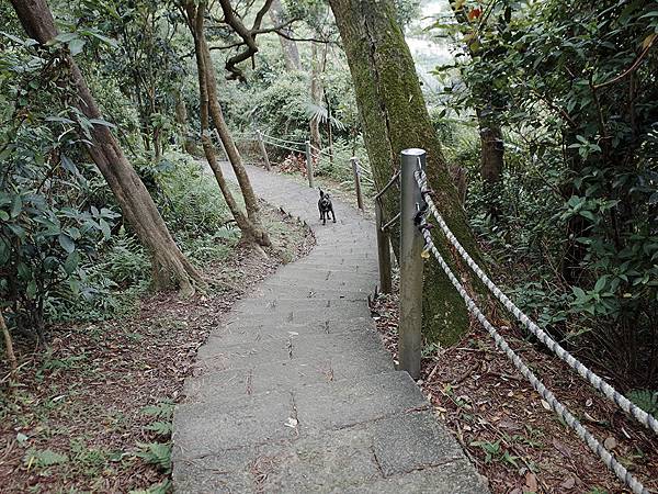 2019-05-05桐花公園-火焰山107.jpg