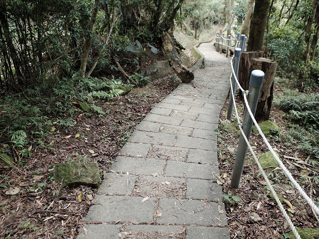 2019-05-05桐花公園-火焰山108.jpg 2019-05-05桐花公園-火焰山108.jpg