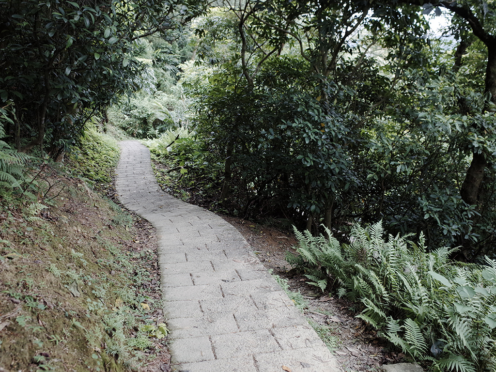 2019-05-05桐花公園-火焰山114.jpg 2019-05-05桐花公園-火焰山114.jpg