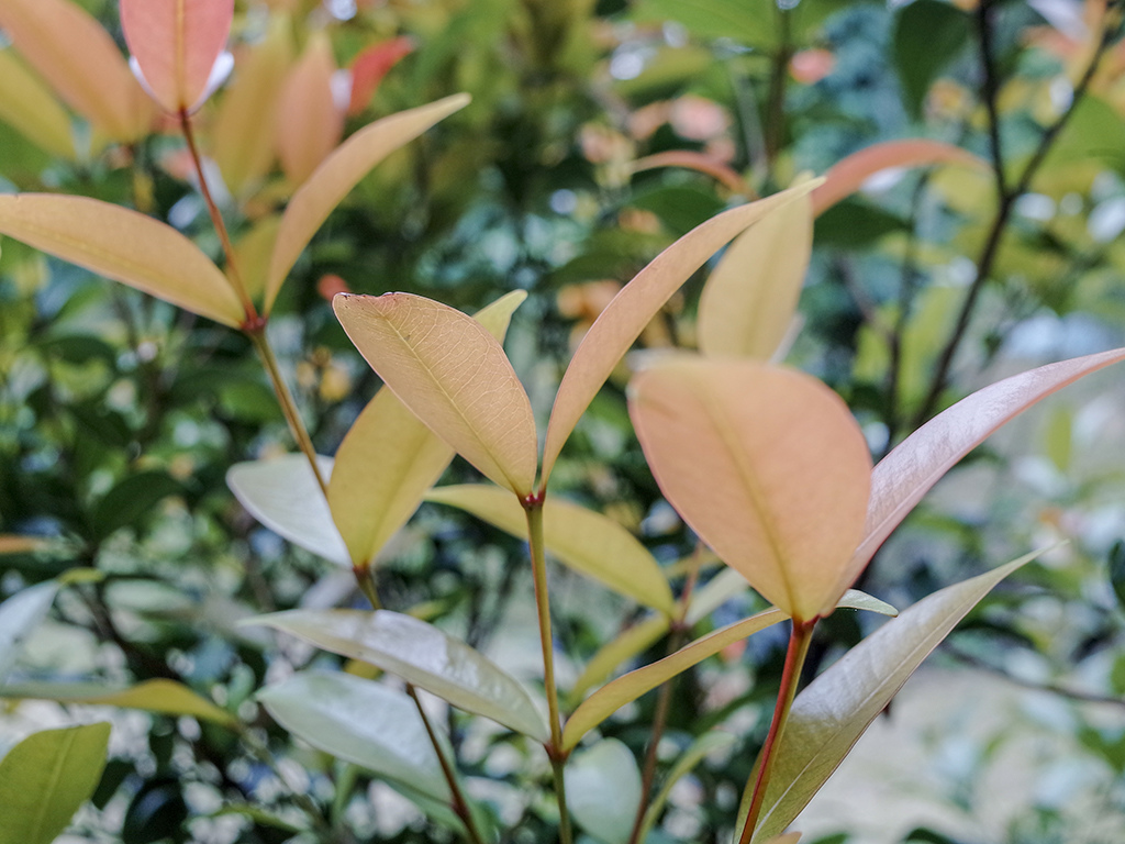 2019-05-05桐花公園-火焰山118.jpg 2019-05-05桐花公園-火焰山118.jpg