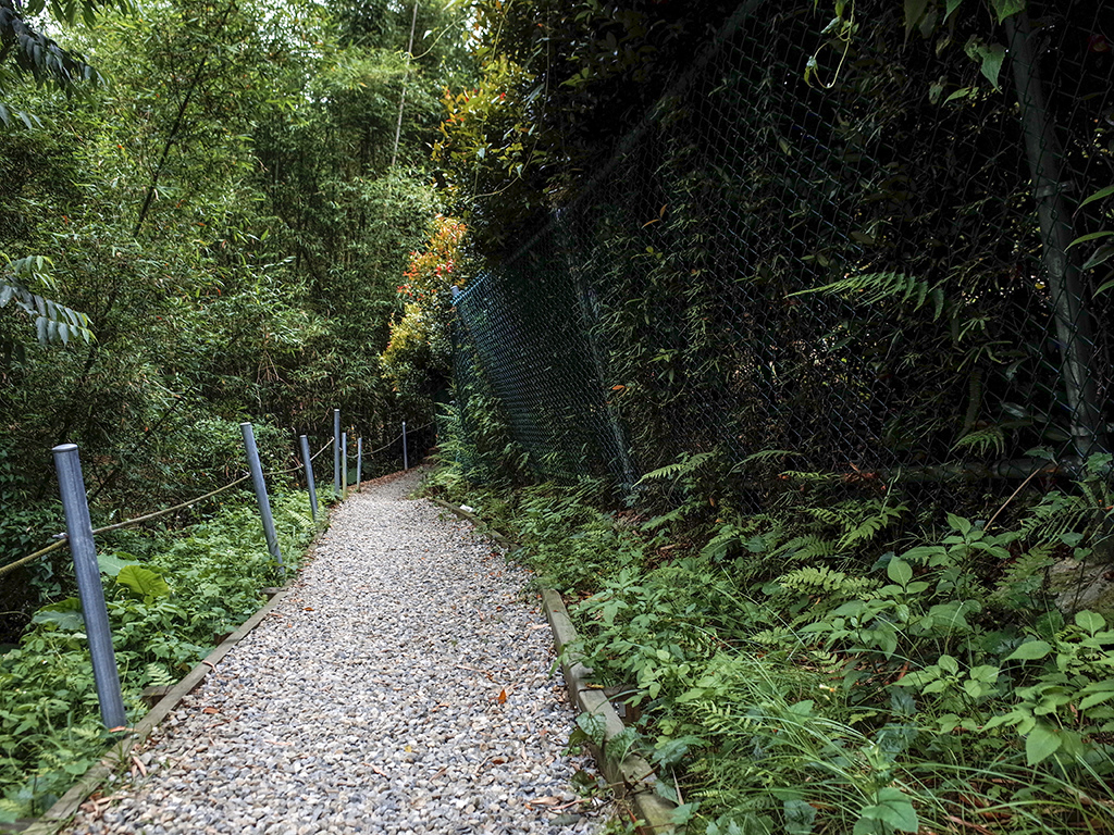 2019-05-05桐花公園-火焰山117.jpg 2019-05-05桐花公園-火焰山117.jpg