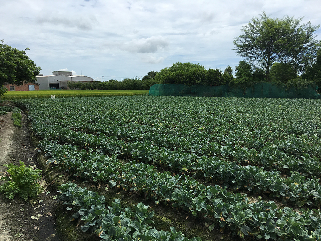 2019-06-01包肉粽019.jpg 2019-06-01包肉粽019.jpg