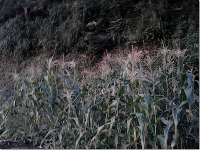 玉米田3 玉米田3